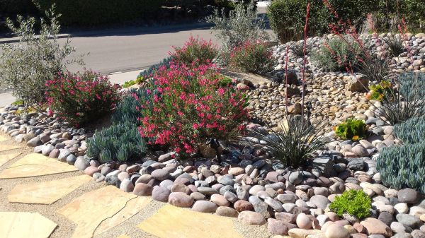 Xeriscape Landscaping in Venice