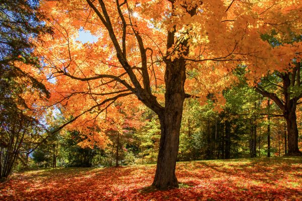 Maple Tree Planting in Venice