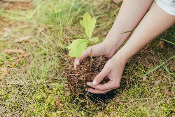 Oak Tree Planting in Venice