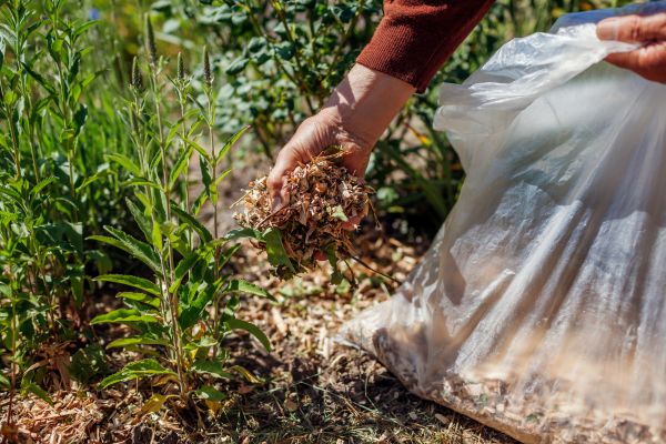 Wood Mulch Installation in Venice