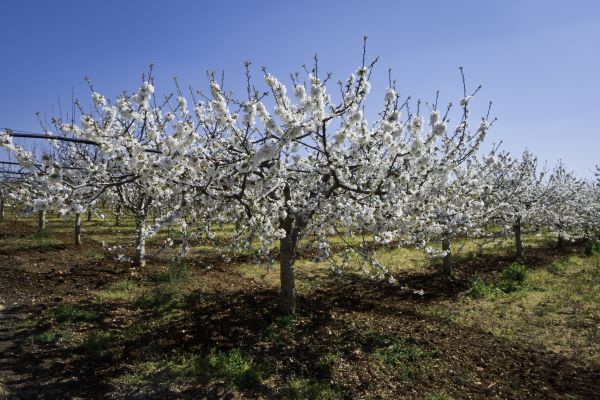 Orchard Planting in Venice