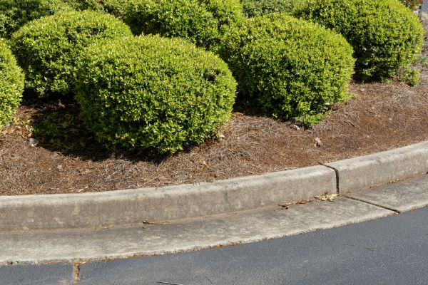 Pine Mulch Installation in Venice