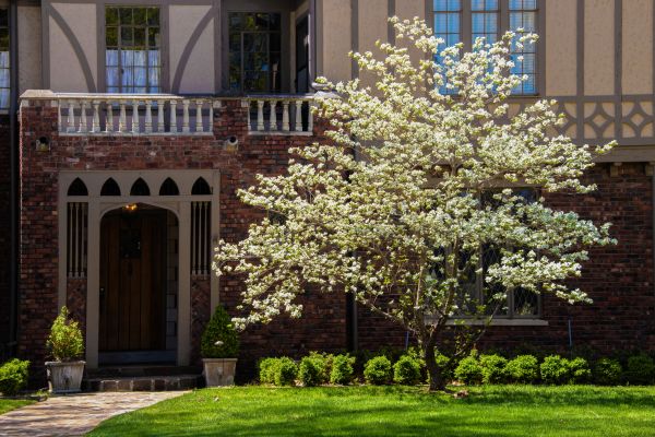 Dogwood Tree Planting in Venice