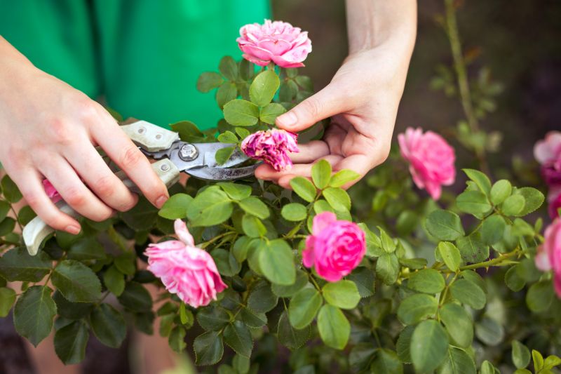 Rose Planting